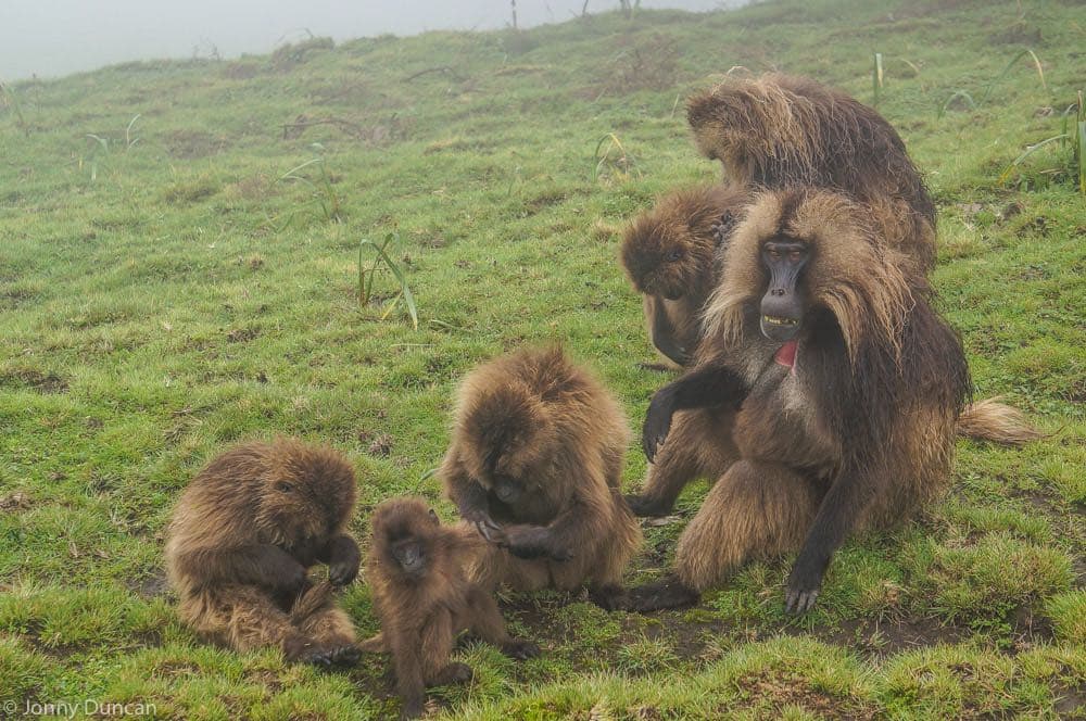 Gelada baboons in the Semien Mountains