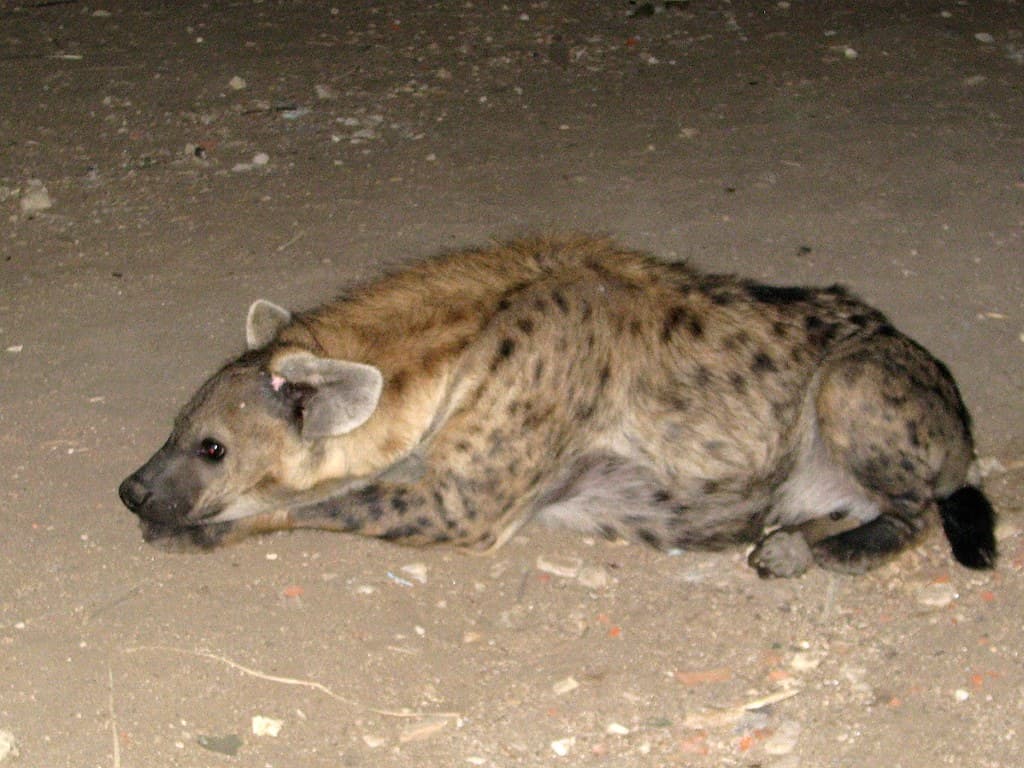 Harar cultural site