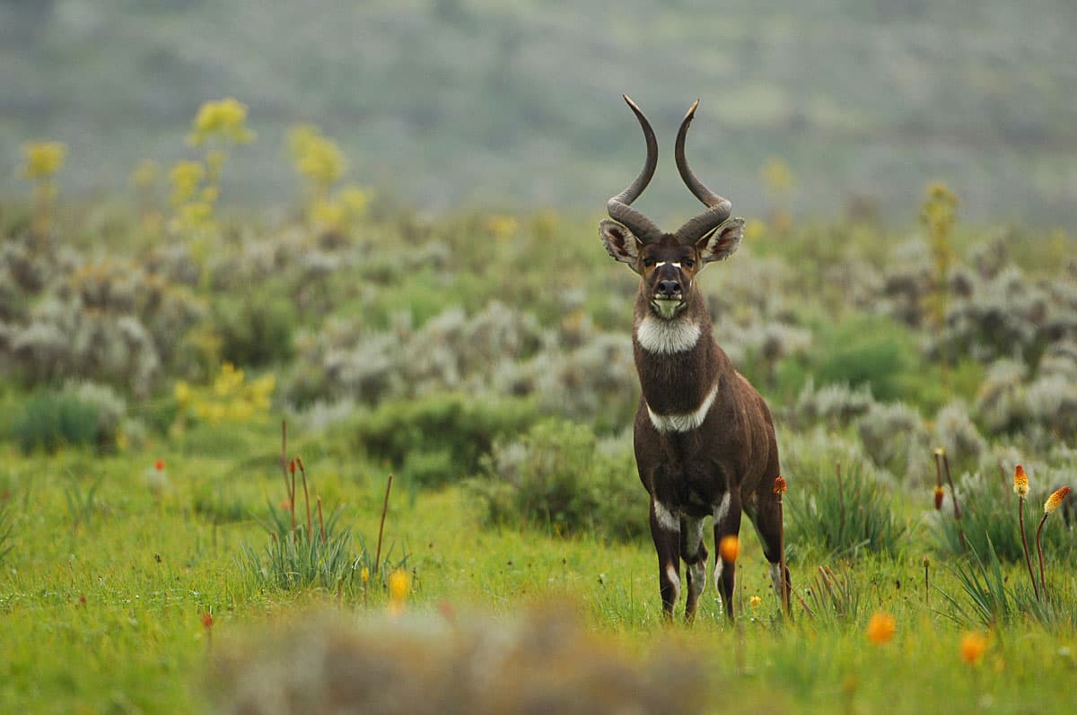 Endemic Mountain Nyala